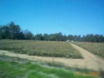 Pineapple fields between Nambour and Brisbane