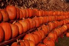 pumpkins