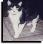 Here kittty, kittty, kittty...