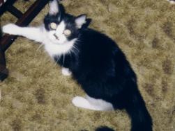 Kitty doesn't like pictures.....