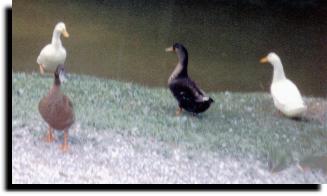 quack quack
