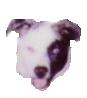 Little Dog
