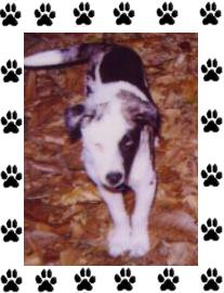 Little Dog
