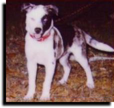 Little Dog