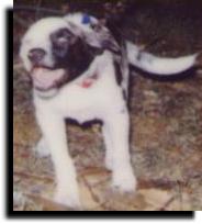 OVER excited Little Doggie