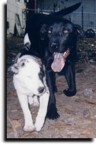 Little Dog & Percy