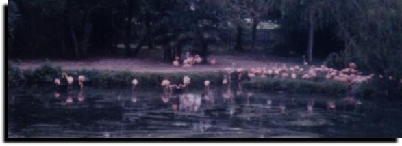 lots and lots of the pink birdies here!
