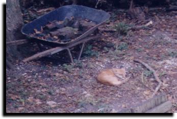 napping fox