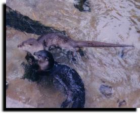 photogenic otters