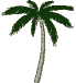 palm