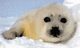 pup