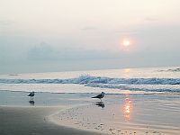 Gulls on the beach. Click to enlarge.