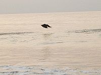 Osprey catching fish. Click to enlarge.
