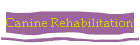 Canine Rehabilitation