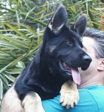 ddr shepherd for sale