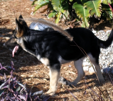 East german female pup Black& tan