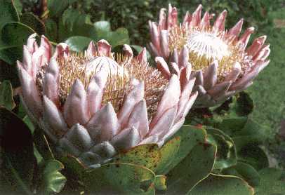Proteas at the Kula Botanical Gardens