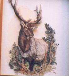 deer12x1485.00.jpg (9278 bytes)