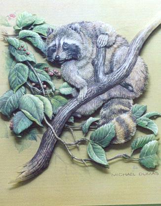 raccoon24x29_325.jpg (31600 bytes)