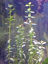 bacopa5-1-03.jpg (26982 bytes)