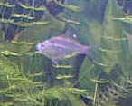 glassfish001.jpg (20344 bytes)