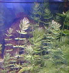 hornwort5-1-03.jpg (33275 bytes)