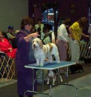 GoGo being judged