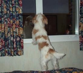 Peeping PBGV