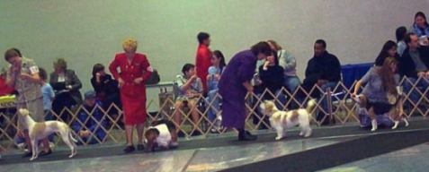 GoGo in the group ring