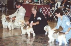 Bru, center, competes for Best in Sweeps