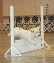 Gypsy in Open Class