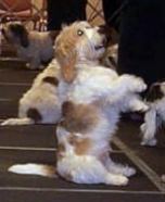 Bijou shows off