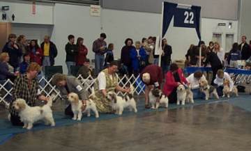 Best of Breed
