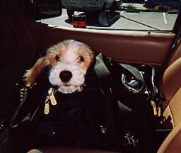 Bruiser arrives in California
