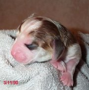 1st puppy - male