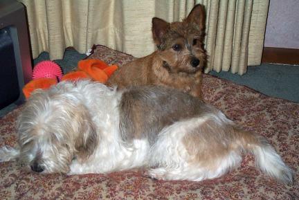 Pals
