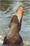 Gator