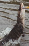 swamp tour