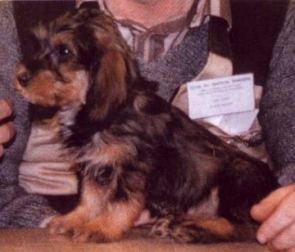 Goldorak as a puppy