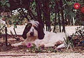 Harpad in the garden