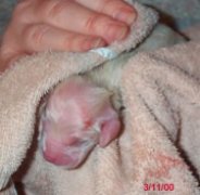 2nd boy