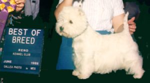 Molly Best of Breed
