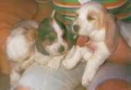 Monet at 6 weeks