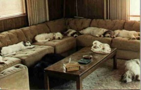 PBGVs Galore!