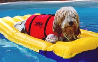 Mister in the Pool