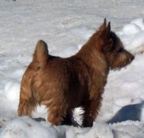King of the Hill
