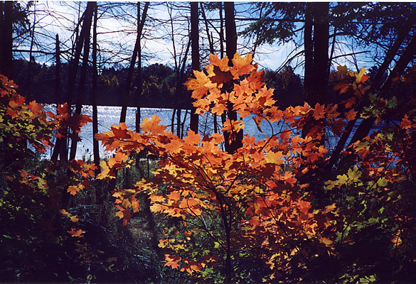 /user/oak_ridge_trail.fall_colours.JPG