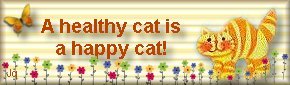 Healthy Cat is a Happy Cat