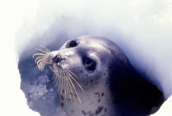 harp seal "beater"