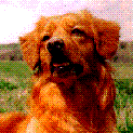 Welcome to the Toller Ring 